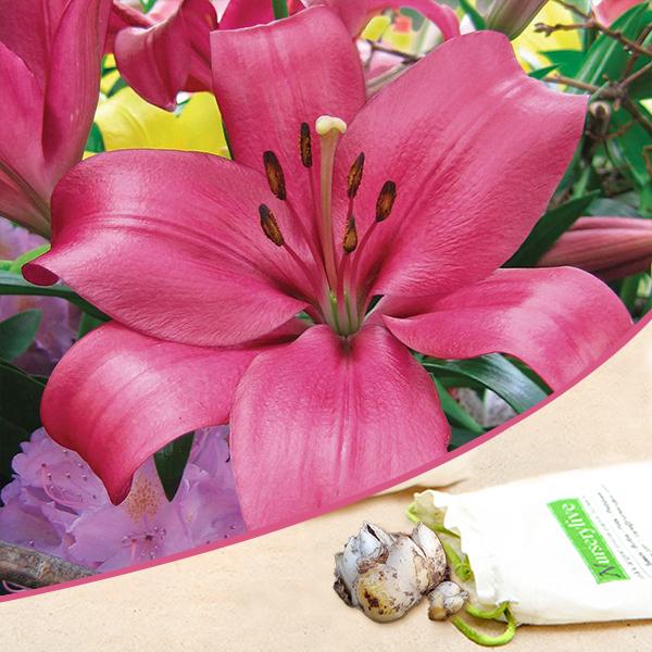 Monado Asiatic Lily Dark Pink Bulbs