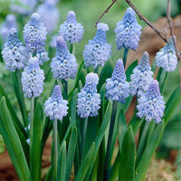 Muscari Grape Azureum Blue Bulbs