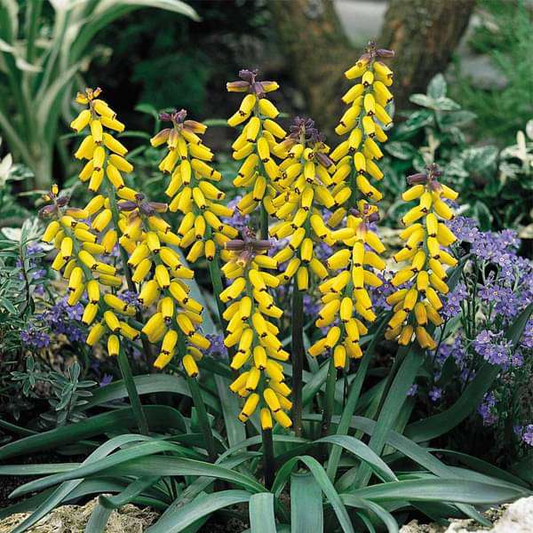 Muscari Grape Yellow Bulbs