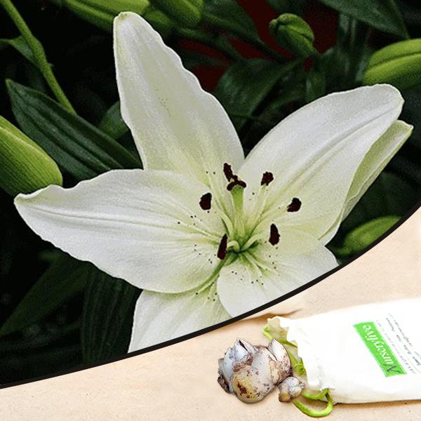 Tavira Asiatic Lily White Bulbs