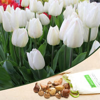 Tulip Agrass White Bulbs