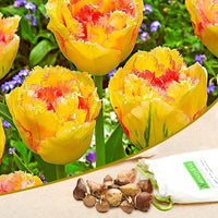 Tulip Amazone Yellow Pink Bulbs