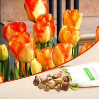 Tulip American Dream Bulbs