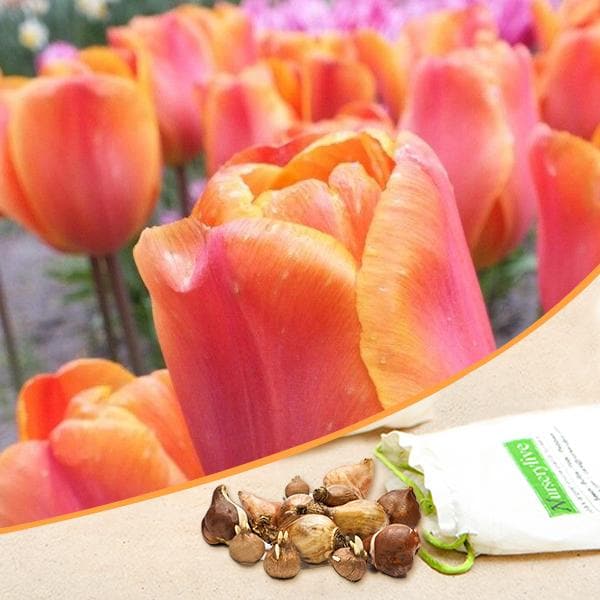 Tulip Annie Schilder Orange Bulbs