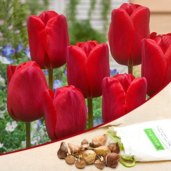 Tulip Arie Hoek Red