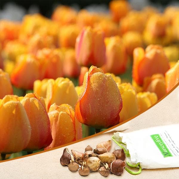 Tulip Blushing Apeldoorn Yellow Bulbs