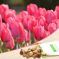 Tulip Van Eijk Pink Bulbs