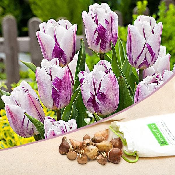 Tulip Flamingo Flag White Purple Bulbs