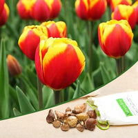 Tulip Jan Seignette Bulbs