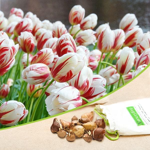 Tulip Leen Van Demark Red White Bulb