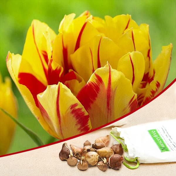 Tulip Monsella Yellow Red Bulb