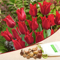 Tulip Pretty Woman Red Bulbs