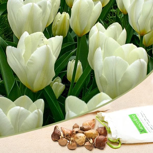 Tulip Purissima Cream White Bulbs