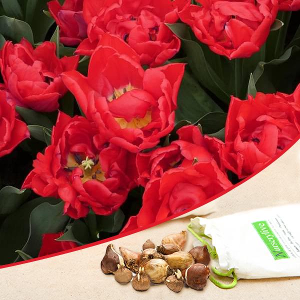 Tulip Redmar Bulbs