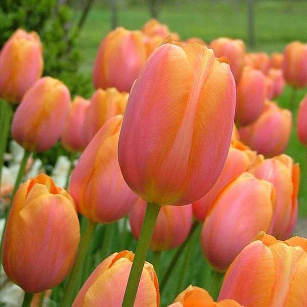 Tulip Salmon Van Eijk Pink Bulbs