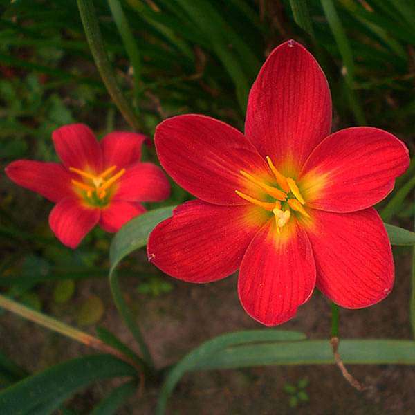 Zephyranthes Lily Rain Lily Red Bulbs