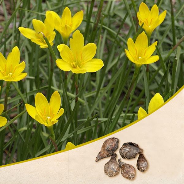 Zephyranthes Lily Yellow Bulb