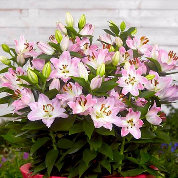 Companion Lily Light Pink Bulbs