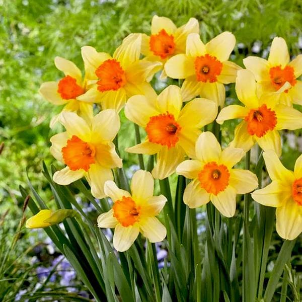 Daffodil Fortissimo Yellow Bulb