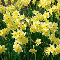 Daffodil Minnow White Bulbs