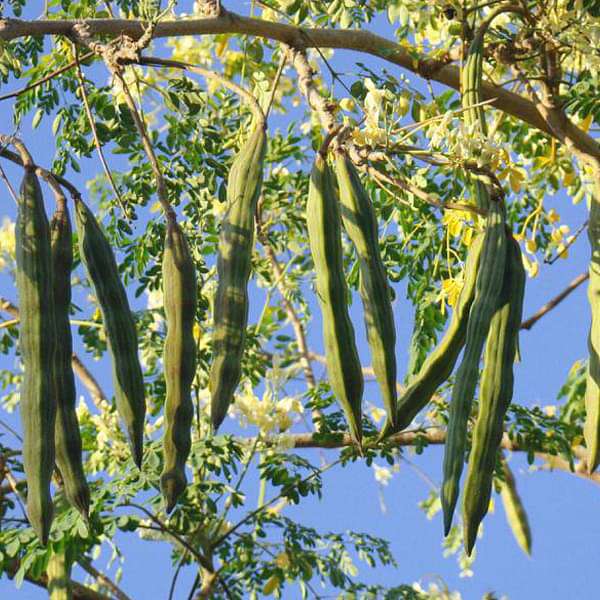 Drumstick, Moringa - Seeds