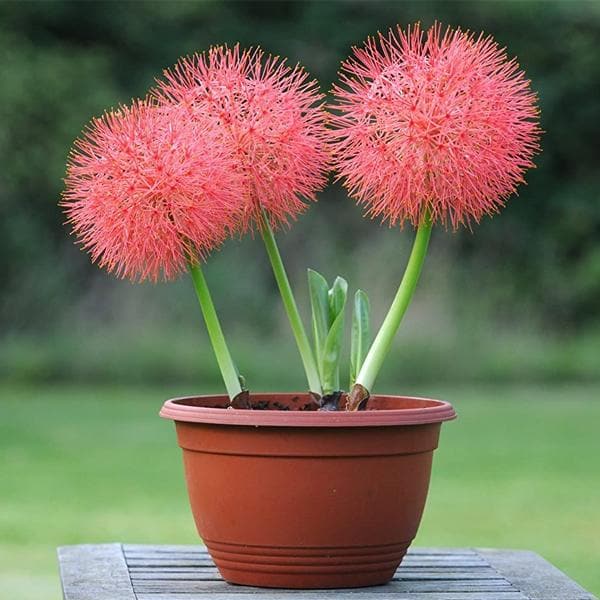 Football Lily Haemanthus Multiflorus Blood Lily Bulbs