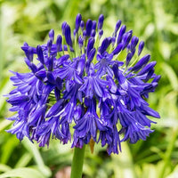 Agapanthus Bulbs