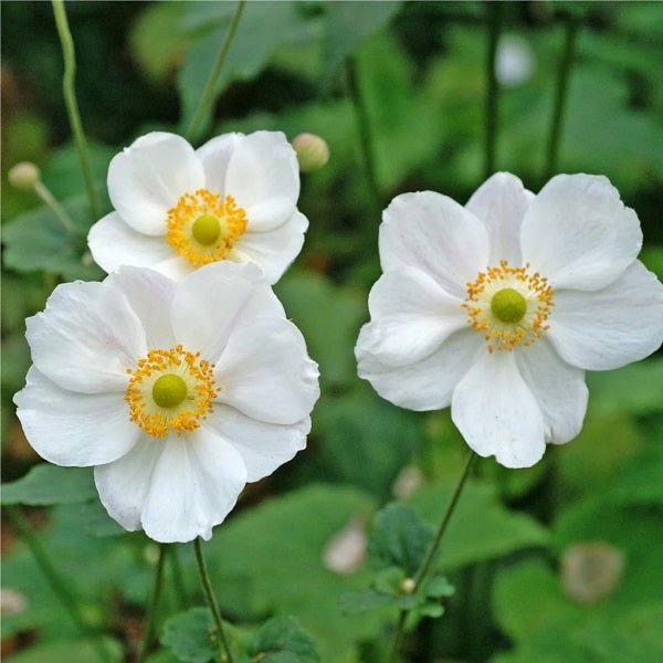 Coronaria Bride Bulbs