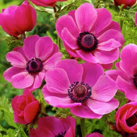 Coronaria Sylphide Pink Bulb