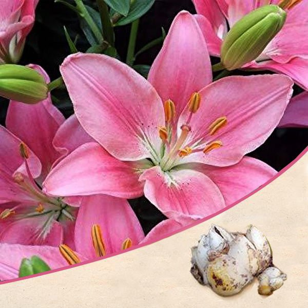 Asiatic Lily Pink Bulb