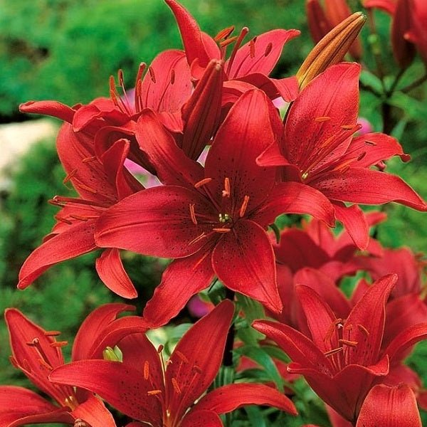 Asiatic Lily Red Bulb