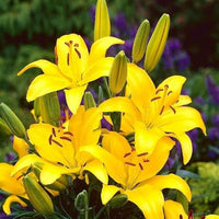 Asiatic Lily Yellow Bulbs