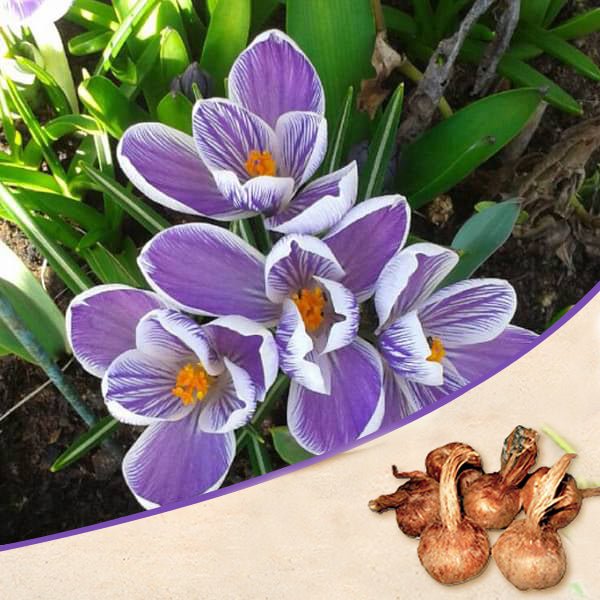 Crocus King of Strips Purple Bulbs