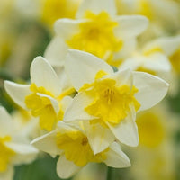 Daffodil Prom Dance Cream Bulb