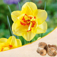 Daffodil Tahiti Bulbs