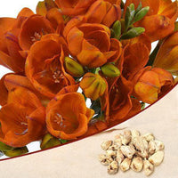 Freesia Orange Bulb