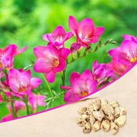 Freesia Pink Bulb