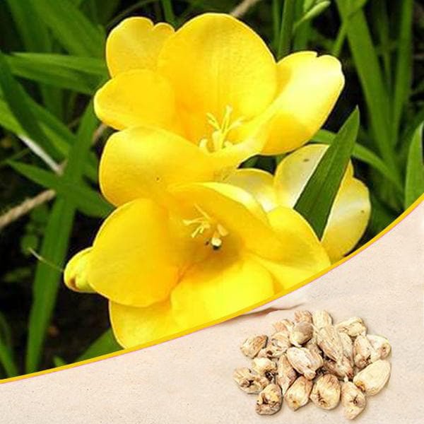 Freesia Yellow Bulb