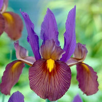 Iris Tigereye Purple Bulb