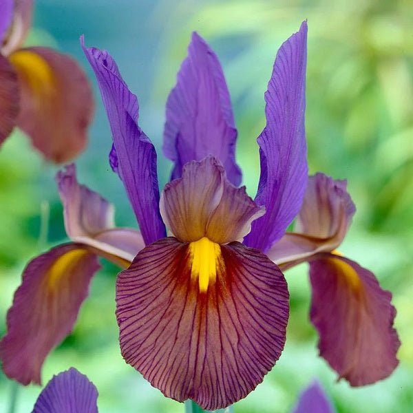 Iris Tigereye Purple Bulb