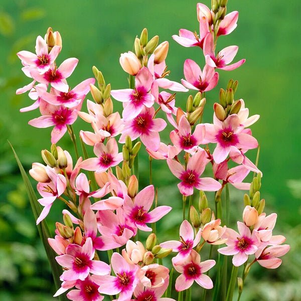 Ixia Giant Pink Bulbs