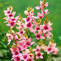 Ixia Giant Pink Bulbs