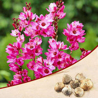 Ixia Panorama Pink Bulb