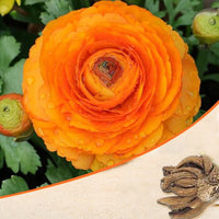 Ranunculus Orange Bulbs