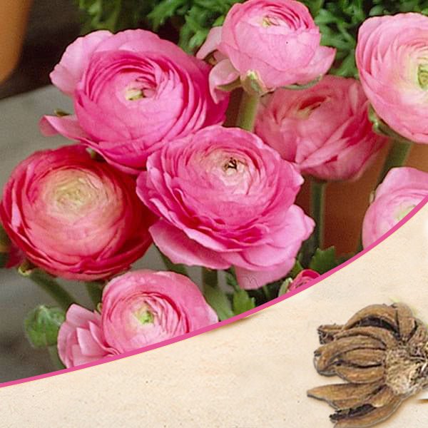 Ranunculus Pink Bulbs