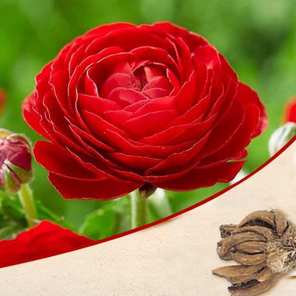 Ranunculus Red Bulbs