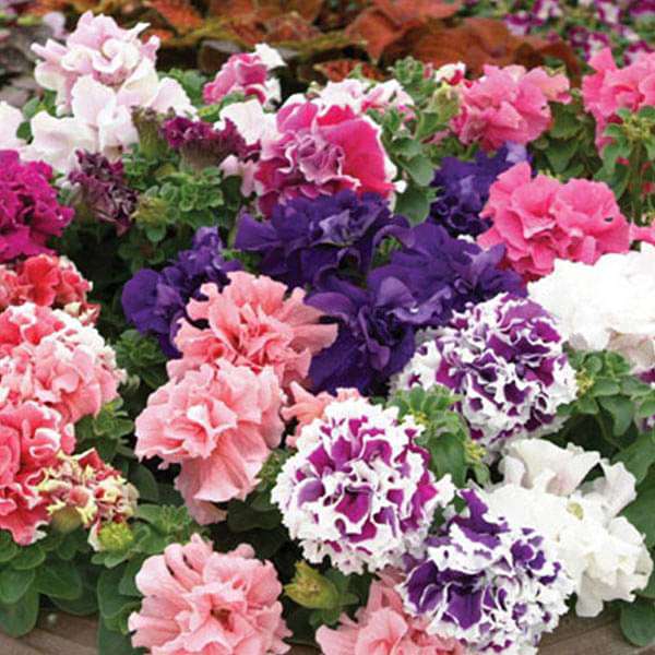 Set of 20 Best Flower Seeds