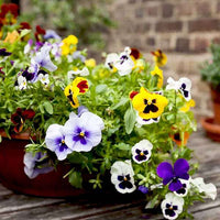 Set of 5 Exotic Pansy Flower Seeds