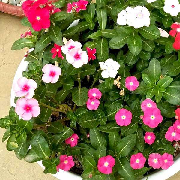 Set of 6 Best Vinca Flower Seeds, Beautiful and Hardy Vinca Flowers Seeds