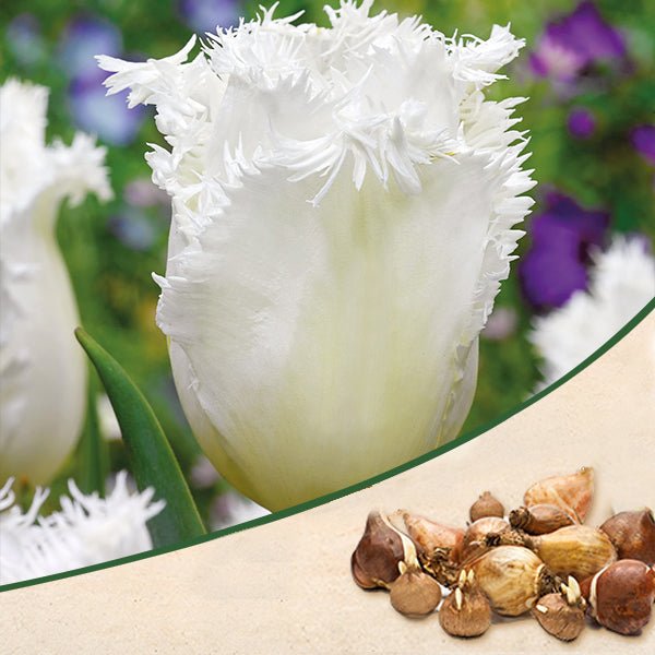 Tulip Honeymoon White Bulbs